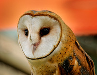 Barn Owl, VINS