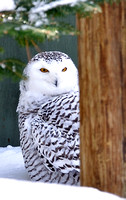 Snowy Owl - VINS