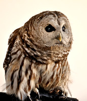 Bard Owl - VINS