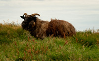 An Icelandic sheep in the pasture