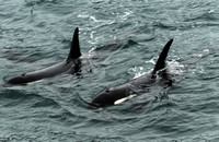 Orcas swimming along side of our ship!