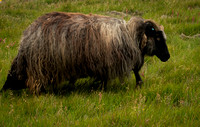 Icelandic sheep - introduced by the Vikings!