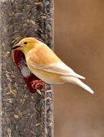 Leucistic Goldfinch