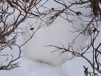 Arctic Hare