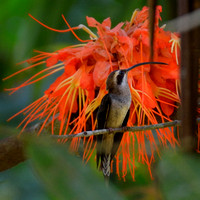 Long-Tailed Hermit Hummingbird