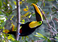 Toucan
