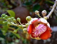 Bloom of a Cannonball tree